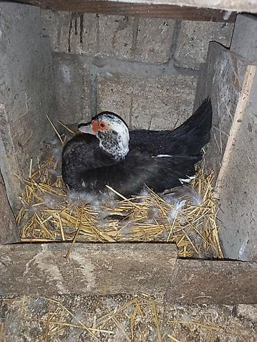 ağdaş yemi: Dişi, | Lal ördək, Damazlıq — 2