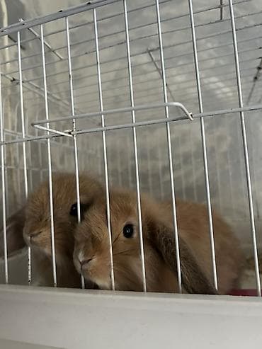 heyvanlar alemi: 2si birlikdə 40azn.qəfəslə birlikdə.aldığımız qiymətdən ucuz — 1