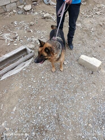 Bıçaqlar: Alman çoban iti — 3