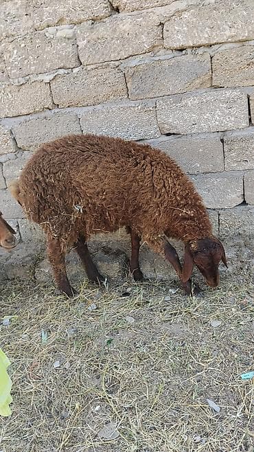 Erkek qala quzusu satılır teecili