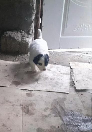 etlik cuce satisi: Qafqaz çoban iti, Dişi — 10