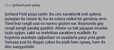 вислоухий кот цена: Şotland yastı qulaq, Yaxşı əllərə — 4