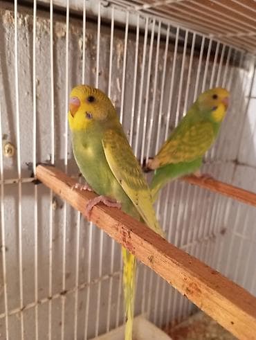 Собаки: Bir cutu 25 manat rengler muxdelifdi unvan Bileceri Xüsusiyyətlər: - — 4