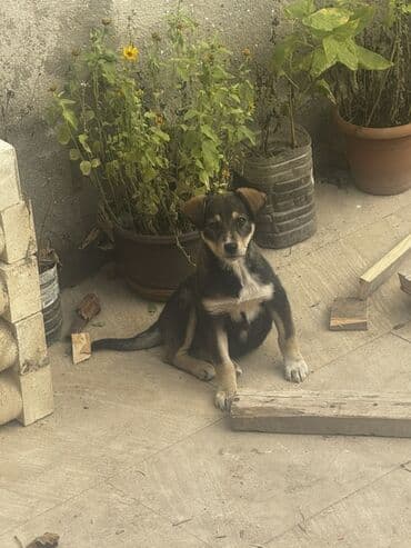 husky balaları: 3 ay, Peyvəndli — 2