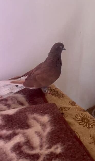 geref quşu: Yaxşi ərkəy axtaranlar belə saz ərkəy var satiram isdeyen əlaqə — 2