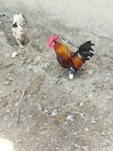 Bir cut yaponka ovuc boyda unvan ramani lalafo.az -da Bir cut yaponka ovuc boyda unvan ramani