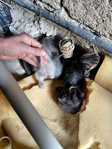 sort keci: Yaxşı əllərə — 4