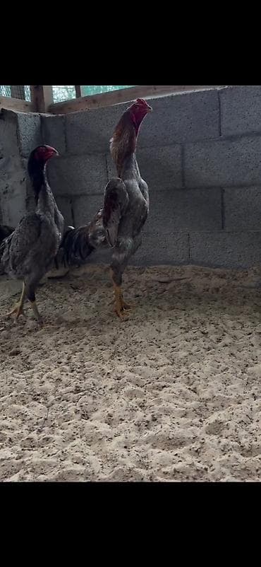 cucə və xoruz təmsil: 2 eded ymurta veren toyuq bir eded dotusen xoruz cemi 100 azn — 7