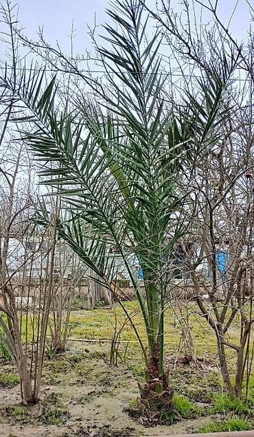 Xurma ağacı Hündürlüyü 3 metr Mərdəkandadı Əlaqə üçün WHATSAPPda lalafo.az -da Xurma ağacı Hündürlüyü 3 metr Mərdəkandadı Əlaqə üçün WHATSAPPda