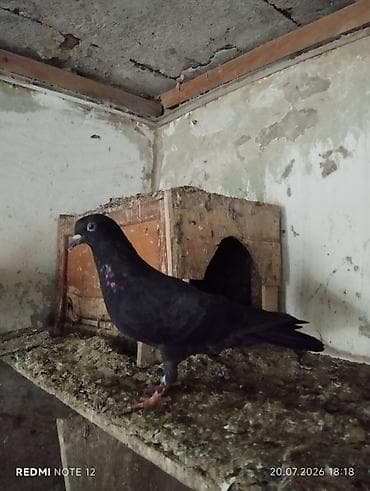 zil qara afcarka: Qara rəngli göyərçin - Tam qara lələklər, boyun nahiyəsində tünd — 3