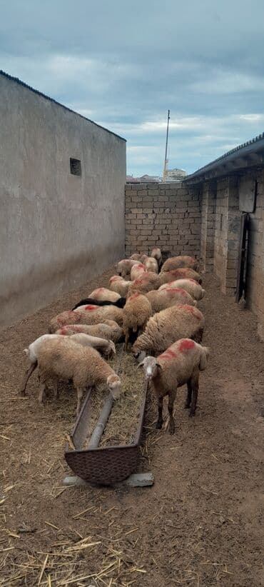 рынок животных в баку: Erkək, il: 8, 55 kq, Damazlıq, Ünvandan götürmə — 10