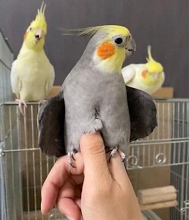 zvanok it satilir: SUPER KARELA “Sultan quşları” dəsti Dəstə daxildir: - 2 ədəd Karela — 5