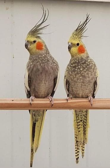 hamster satış: ✨ Çil-çil sarı-qara hazır elquşları satışda! 🐦✨ Unikal qarışıq rəngli — 7