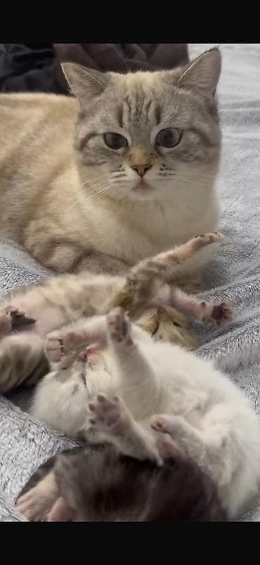 pişik pişik: Dişi — 2