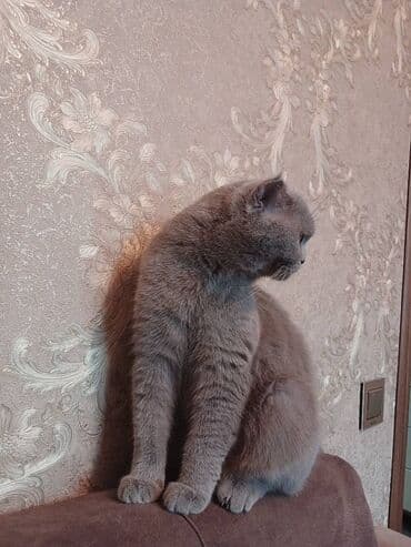 balaca cins itler: Britan, Dişi, Yaxşı əllərə, Ödənişli çatdırılma — 3