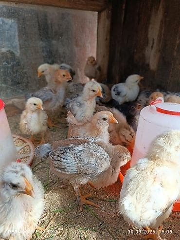 ov iti satilir: Toyuq cücələri, Ətlik, Ünvandan götürmə — 3