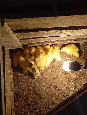 Quşlar: Lal ördek balaları qarışığ cinsdi sağlam heyvanlardi ünvan Binə — 2