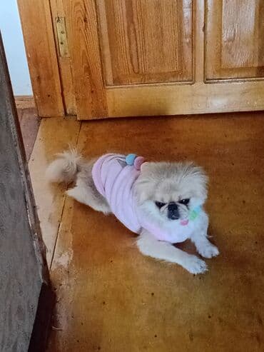 sirin it: Pekines, 3 il, Erkek — 2