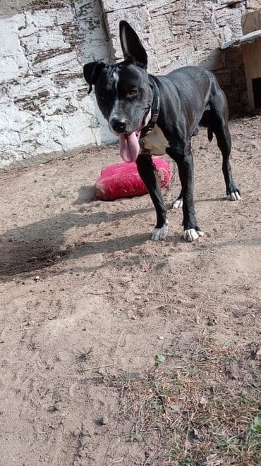 baskervillerin iti: Pitbul, 2 il, Erkek, Cütləşmə üçün — 1