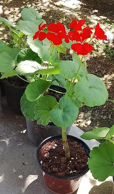 bitki dərmanları: 🌸 Kartenzia (Ortensiya) satışda! 🌸 Evinizə və bağınıza xüsusi gözəllik — 10