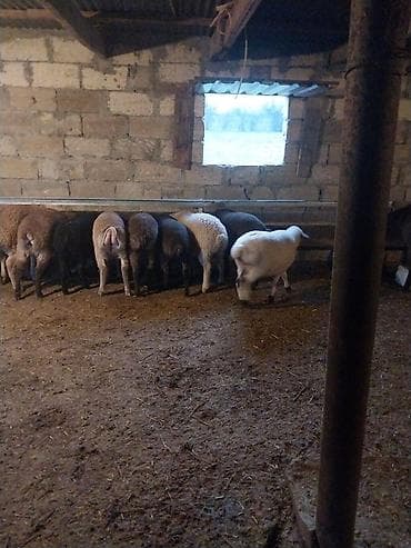 1 kq buğda qiyməti: Quzu, Erkək, ay: 6, 15 kq, Ödənişli çatdırılma — 6