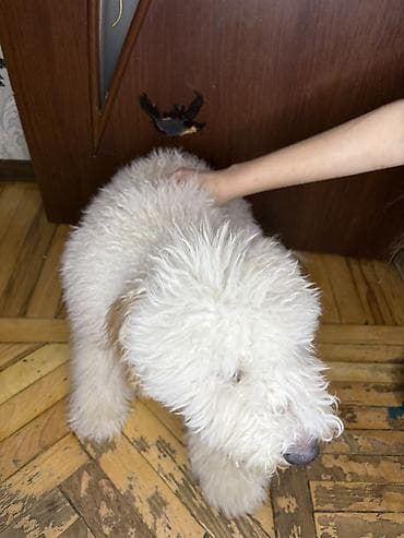 itlə barter: 7 ay, Erkek, Peyvəndli, Ünvandan götürmə — 4