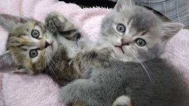 pişik qum: Şotland, Erkək, Yaxşı əllərə, Ödənişli çatdırılma — 1