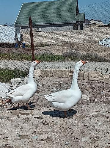sirin itlerin satisi: Əvvala salam linda kuban qazları 2 sidə xoruzdu barter olunur ya yerli — 3