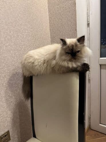 menks cinsi pişik: Fars, Dişi, Yaxşı əllərə, Ünvandan götürmə — 8