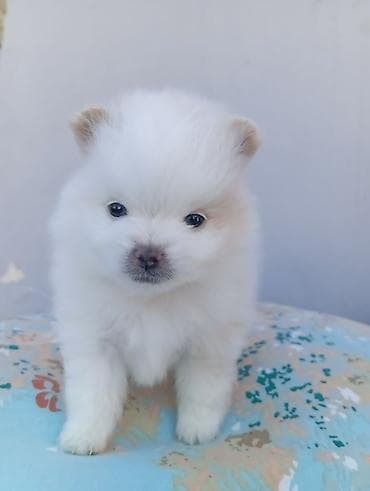 malta balonkası: Şpitz, 2 ay, Dişi, Ünvandan götürmə — 3