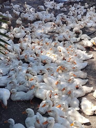 itlerin ucuz qiymete satisi: 700 ədəddi bütün vitaminləri verilib — 3
