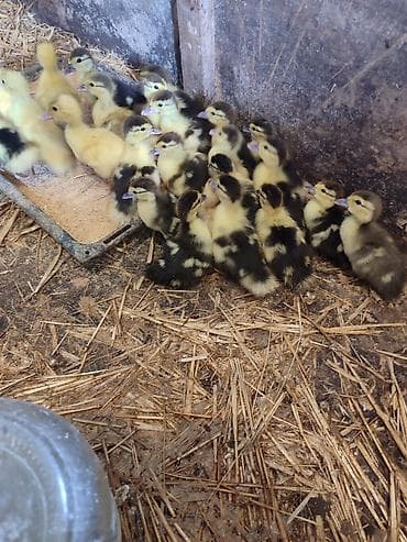 lama: Muscovy ördək balaları (indo-ördək civcivləri) - Cins: Muscovy — 5