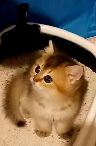 pişik sumkasi: Britan, Erkək, Yaxşı əllərə, Ünvandan götürmə — 3