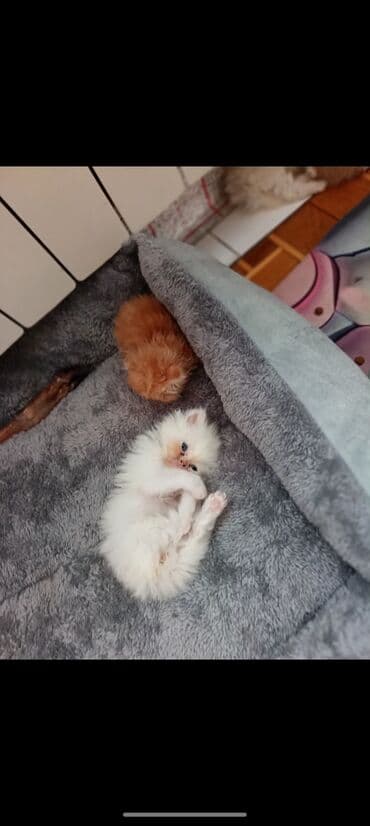 Toyota: Британская — 3