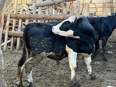 erkek buzov: Holştayn tipli qaramal (erkək dana) 1yaş 1ayliqdir ( boş-boş yiğib — 2