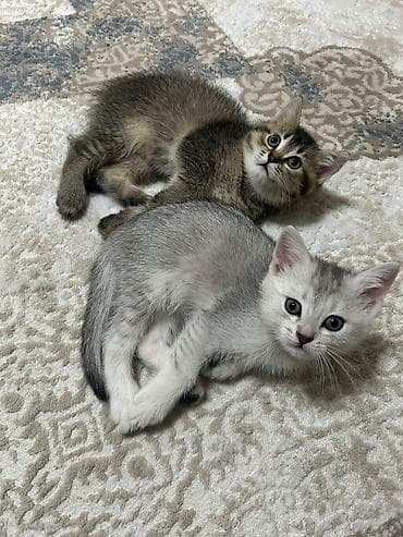 qoyun heyvan: Şotland — 7