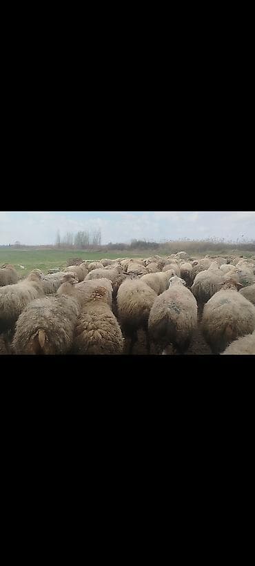 suda yaşayan heyvanlar haqqında məlumat: Dişi, il: 1, 50 kq, Damazlıq, Ünvandan götürmə — 4