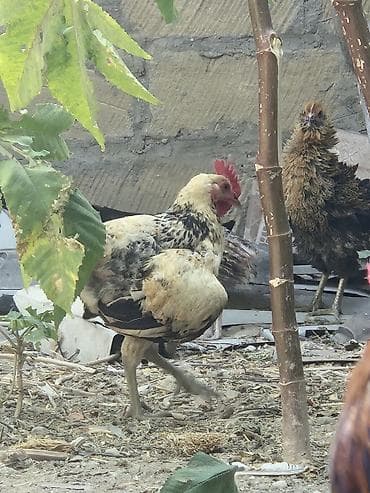 toyug cuce: Məhsul: xoruzları 5-6 aylıq mesaj yazın geri dönüş edəcəm. ünvan — 3