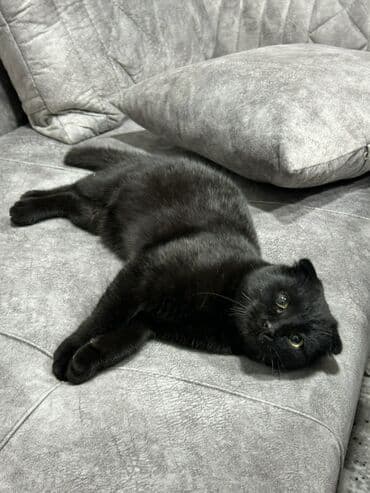 İtlər: Şotland yastı qulaq, Dişi, Ünvandan götürmə — 5