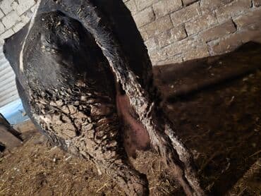 Kənd təsərrüfatı quşları: Etlik super ineydi — 2