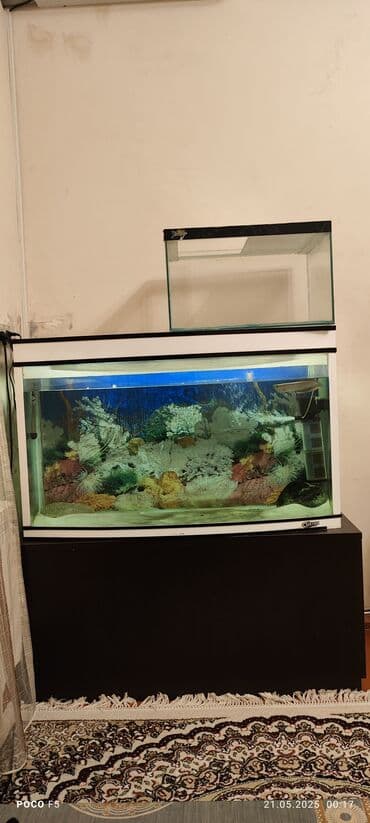 yapon balığı: Balıqlarla birlikdə, 450 l — 1