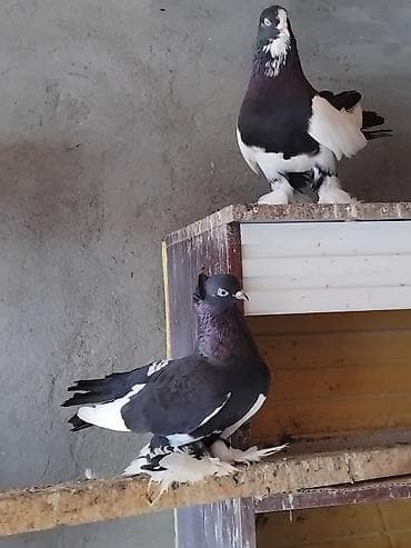 əbabil quşu: 1 cüt start 3 cütdə delfin hər birinin cütü 35 manat saglam — 3