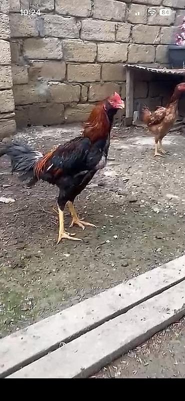 Heyratı xoruzu satılır 9 aylıq 80 manata Real alıcılar əlagə lalafo.az -da Heyratı xoruzu satılır 9 aylıq 80 manata Real alıcılar əlagə