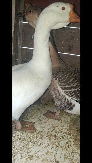 quş qaz: Məhsul: Qazlar (cüt) Təsvir: - Şəkildə iki qaz görünür: biri ağ — 3