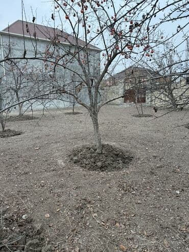 mingəçevirdə kirayə evlər: 5 sot, Mülkiyyətçi — 2