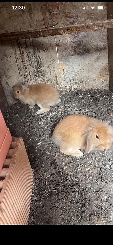 Şirin uzunqulaq balaları – qızılı rəngli tüklü dekorativ dovşanlar -