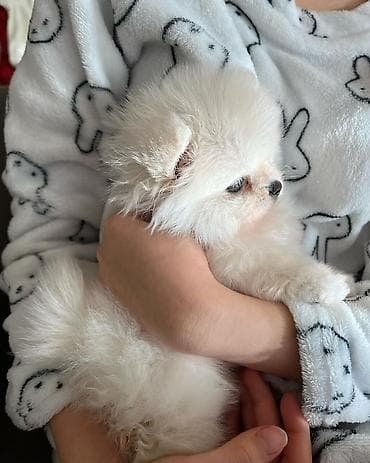 Şpitz, 2 ay, Dişi, Pulsuz çatdırılma