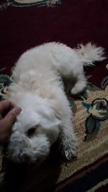 приют для собак баку: Болонка, 6 месяцев, Самец, С прививками, Самовывоз — 3