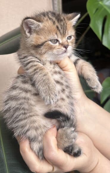 kirpi heyvan: Şotland — 3