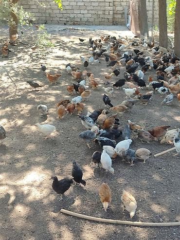 ponpon cücələri: Toyuq cücələri, Damazlıq — 2